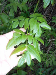 Angelica californica