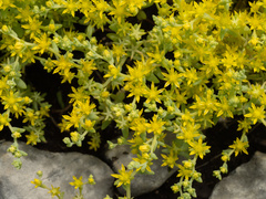 Sedum nuttallii