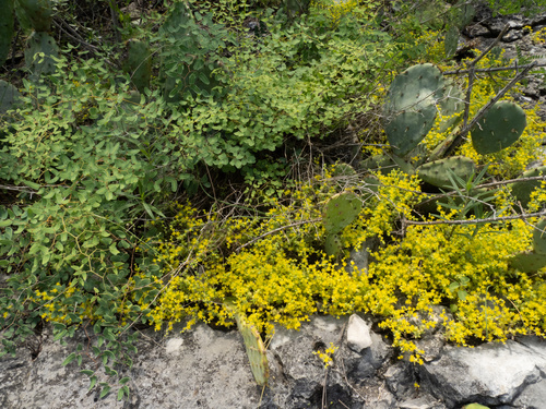 Sedum nuttallii, photograph 1