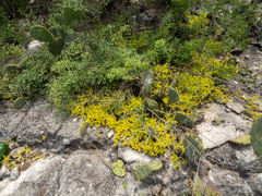 Sedum nuttallii, photograph (c) Turner Brockman, some rights reserved (CC BY-SA)