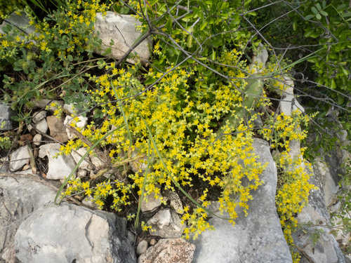 Sedum nuttallii, photograph 3