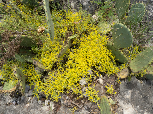 Sedum nuttallii, photograph 4