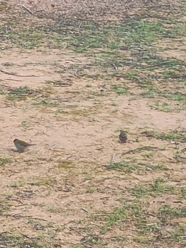 Red-browed Finch