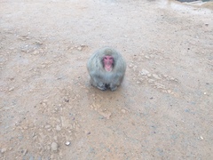Macaca fuscata fuscata