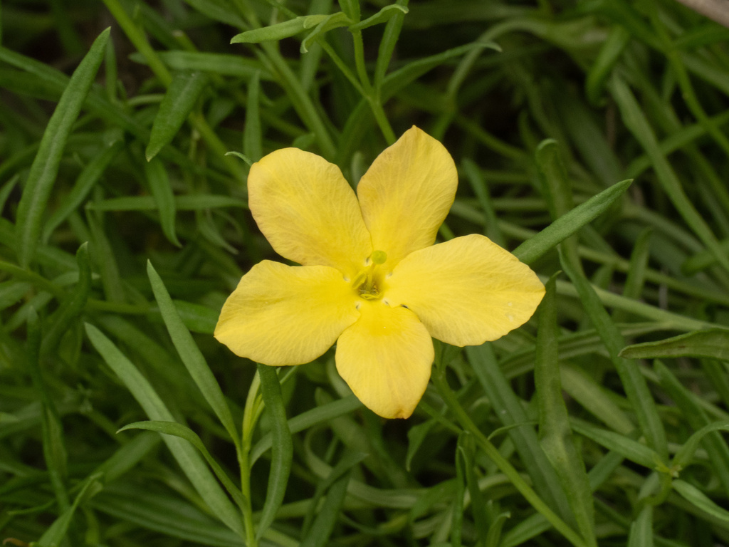 Menodora heterophylla; photograph (c) Turner Brockman, some rights reserved (CC BY-SA)