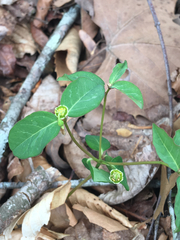 Euphorbia mercurialina