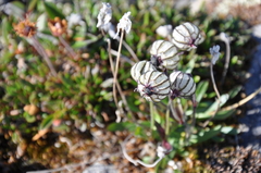 Silene uralensis