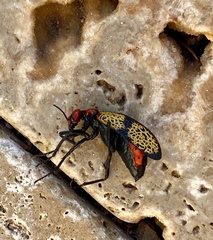 Tegrodera aloga