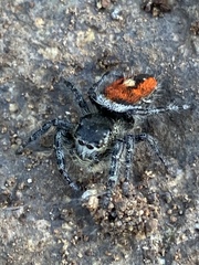Phidippus phoenix