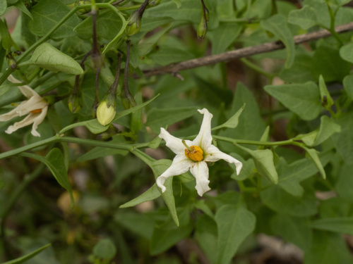 Solanum triquetrum