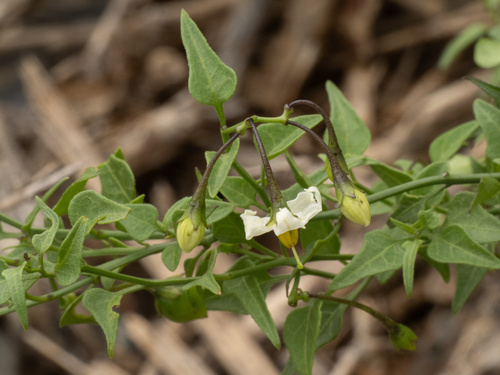 Solanum triquetrum, photograph 1