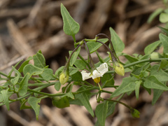Solanum triquetrum, photograph (c) Turner Brockman, some rights reserved (CC BY-SA)