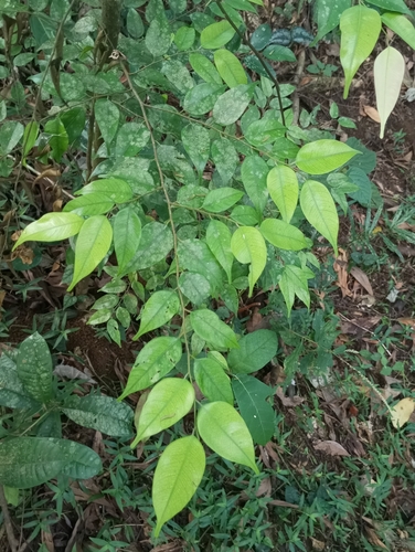 Hopea malibato