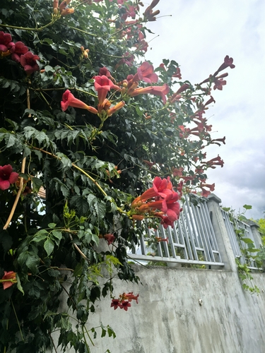 American trumpet vine