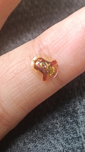 Golden Tortoise Beetle