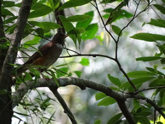 Turdus albicollis
