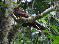 Silky-Tailed Nightjar photo 4