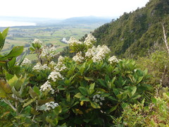 Brachyglottis hectorii