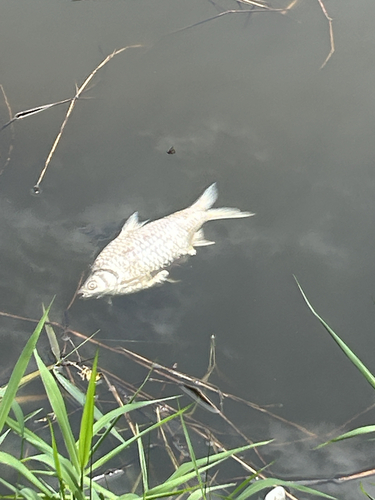 Java Barb