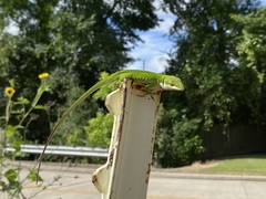 Anolis carolinensis