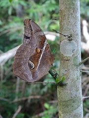 Eryphanis reevesii pusillus