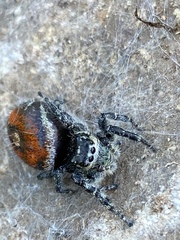Phidippus phoenix