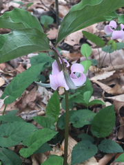 Trillium catesbaei
