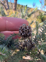 Kunzea ericifolia