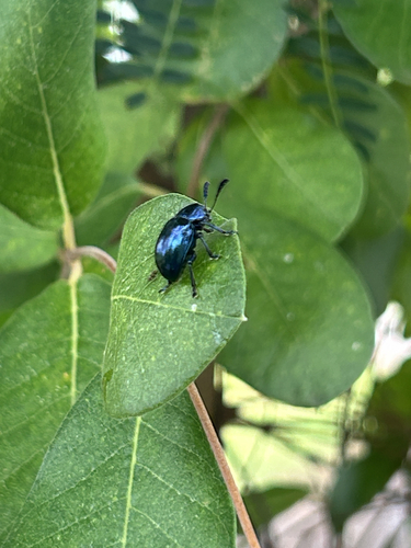 Platycorynus peregrinus