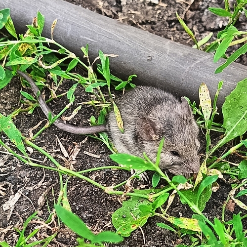 House Mouse
