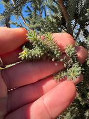 Kunzea ericifolia, photograph (c) Tyler Anthony, some rights reserved (CC BY)