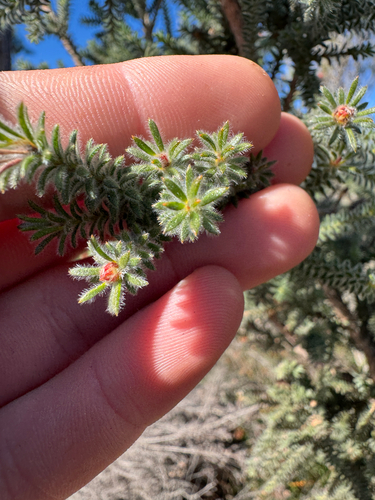 Kunzea ericifolia, photograph 3
