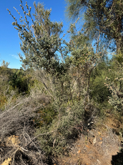 Kunzea ericifolia, photograph (c) Tyler Anthony, some rights reserved (CC BY)