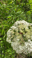 Sambucus canadensis