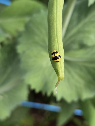 Fungus-eating ladybird