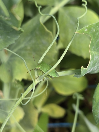 Southern Green Stink Bug