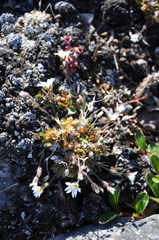 Cerastium nigrescens arcticum