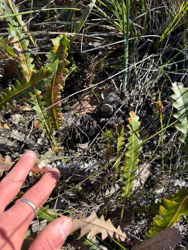 Banksia gardneri, photograph 6