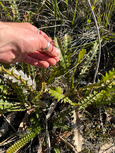 Banksia gardneri, photograph 5
