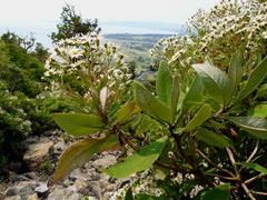 Brachyglottis hectorii