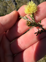 (c) Tyler Anthony, some rights reserved (CC BY) Melaleuca thymoides, photograph (c) Tyler Anthony, some rights reserved (CC BY)