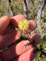 (c) Tyler Anthony, some rights reserved (CC BY) Melaleuca thymoides, photograph (c) Tyler Anthony, some rights reserved (CC BY)