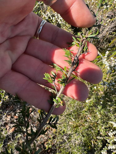 Melaleuca thymoides, photograph 5