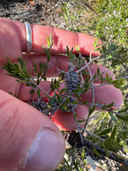 Melaleuca thymoides, photograph (c) Tyler Anthony, some rights reserved (CC BY)