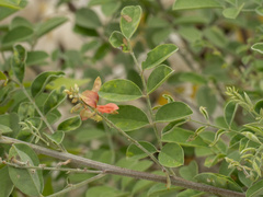 Indigofera lindheimeriana