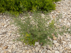 Indigofera lindheimeriana, photograph (c) Turner Brockman, some rights reserved (CC BY-SA)