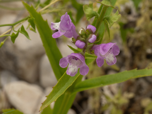 Warnockia scutellarioides
