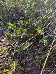 Banksia gardneri, photograph (c) Tyler Anthony, some rights reserved (CC BY)