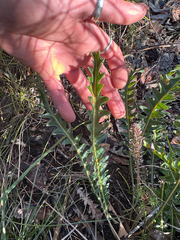 Banksia gardneri, photograph (c) Tyler Anthony, some rights reserved (CC BY)