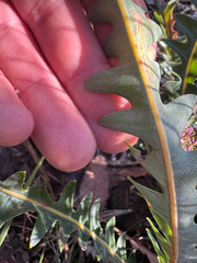 Banksia gardneri, photograph (c) Tyler Anthony, some rights reserved (CC BY)